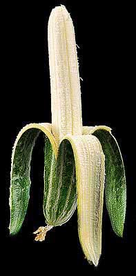 cucumber.jpg - 19,7 KB