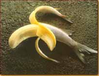 fish_banana.jpg - 12,8 KB